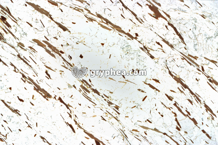 Micaschiste LPNA x3 - gryphea.com